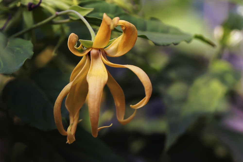 fleur-ylang-ylang-massage-sensuel-erotique fleur d'ylang ylang qui en huile est idéale pour les massages érotiques sensuels