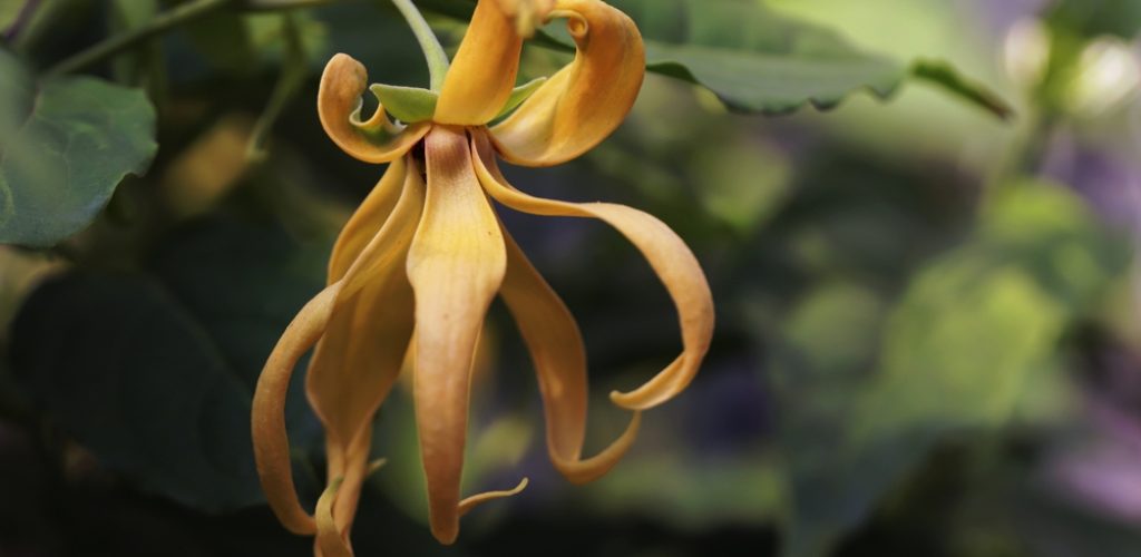 fleur d'ylang ylang qui en huile est idéale pour les massages érotiques sensuels